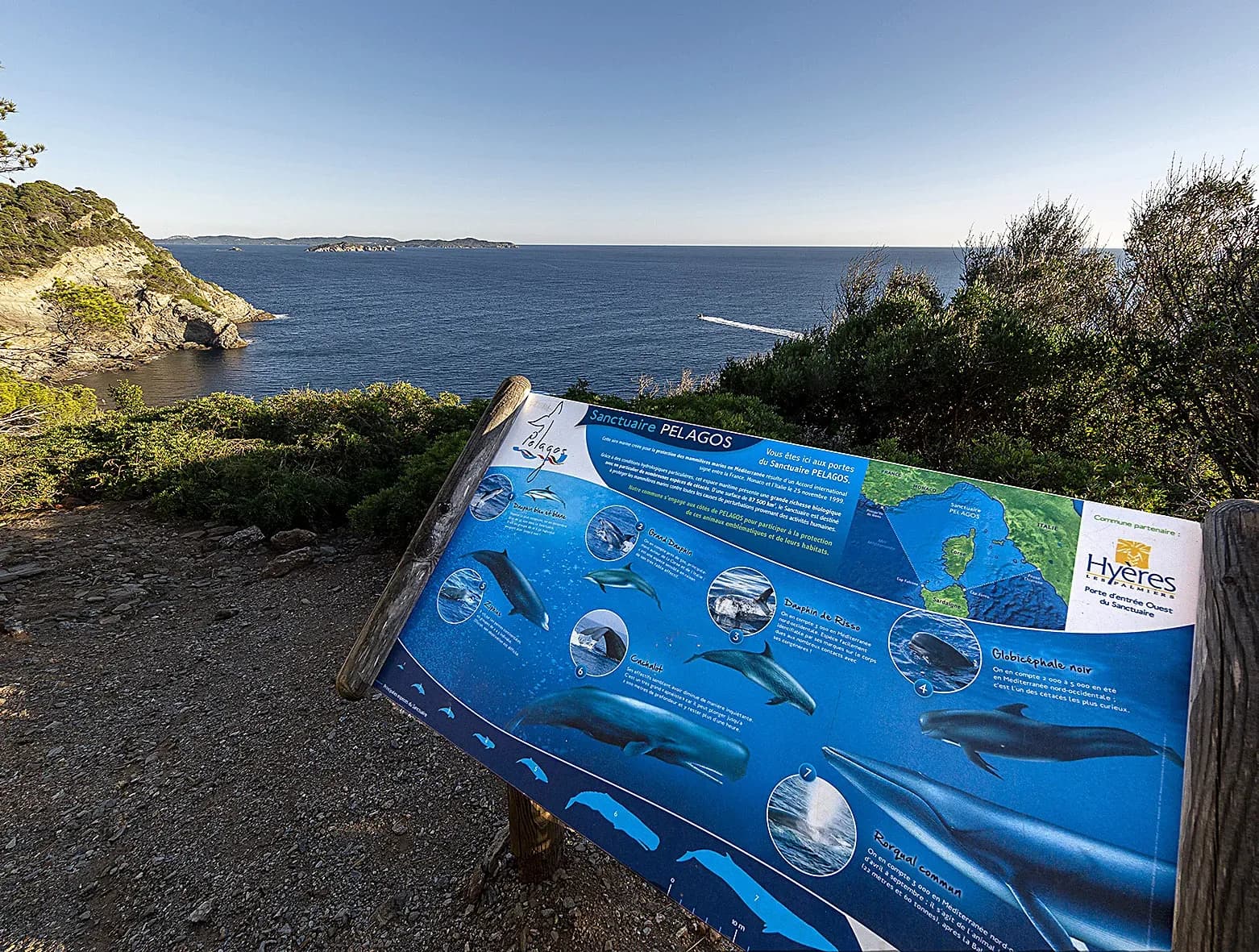 Vers une meilleure protection des mammifères marins en Méditerranée