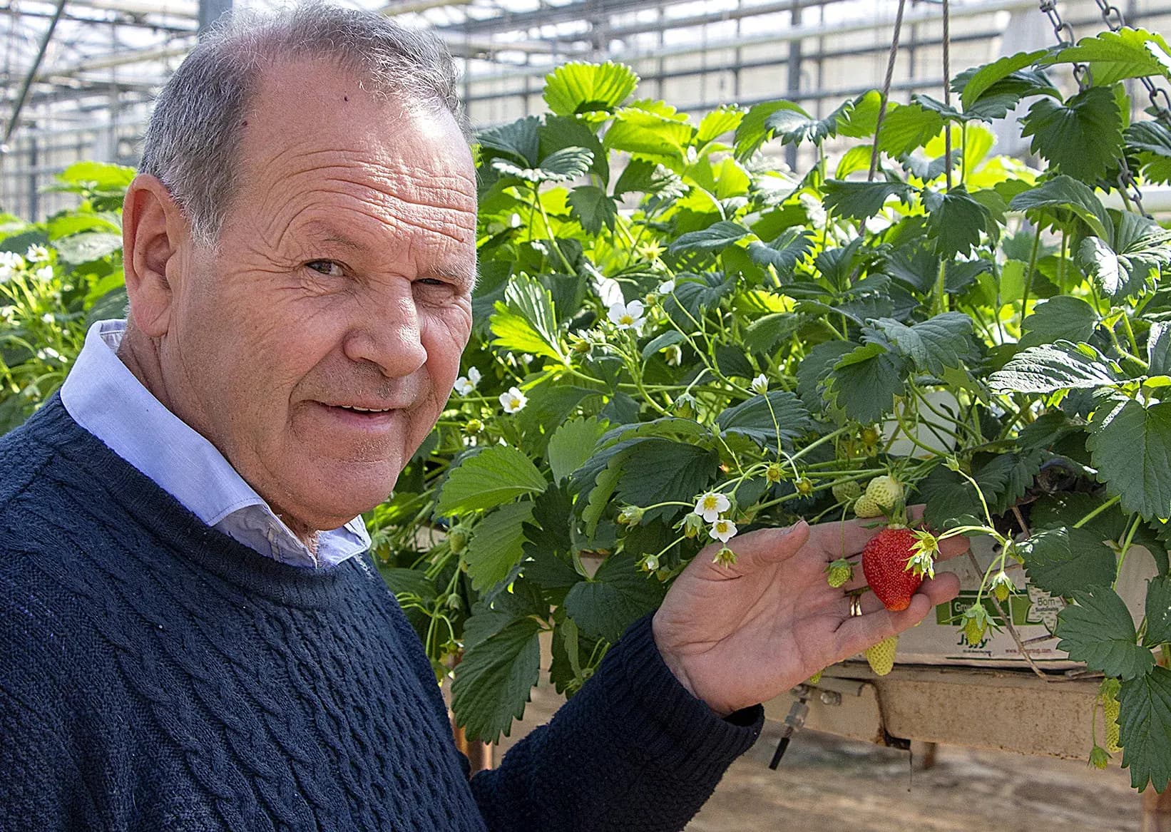 Pépinière Valbray développe une nouvelle production de fraises