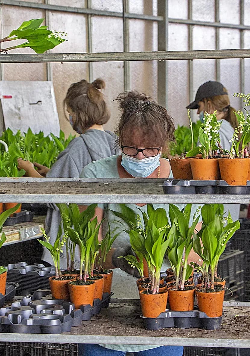 Tanneguy de Valbray, premier producteur de muguet en pot de France !