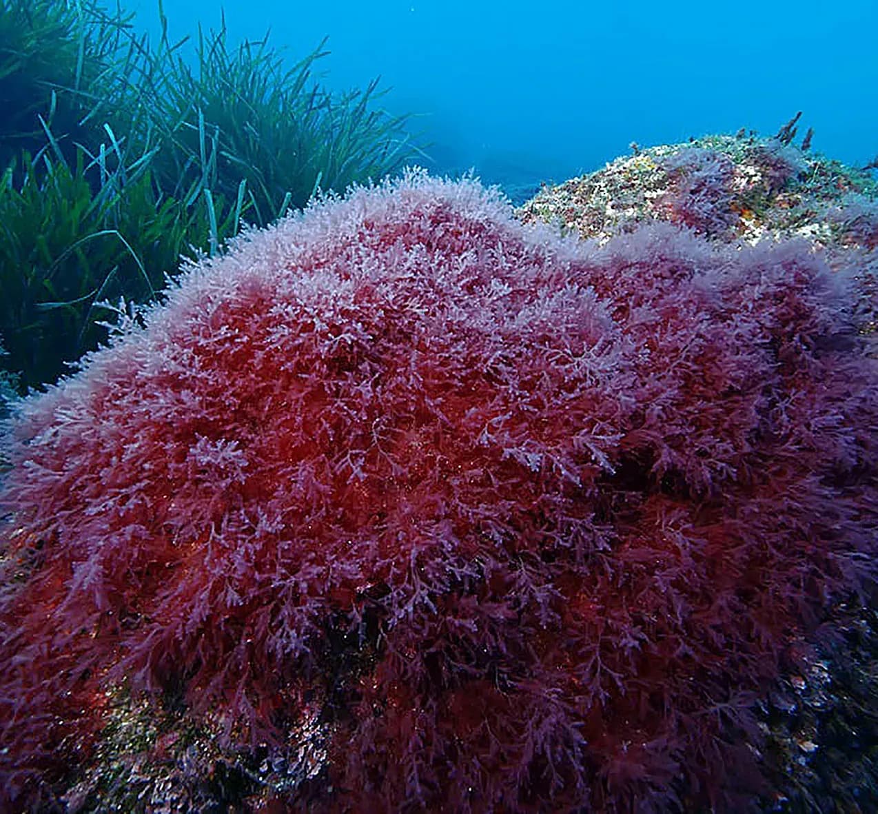 Une algue rouge invasive détectée au large de l’île de Port-Cros
