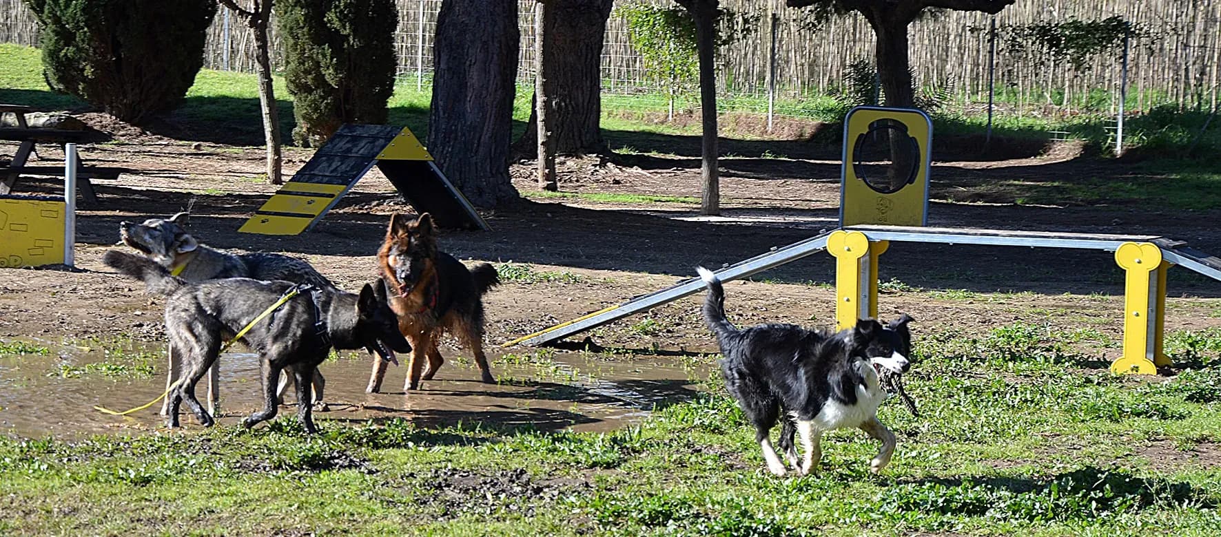 Un nouveau terrain de jeux pour les chiens