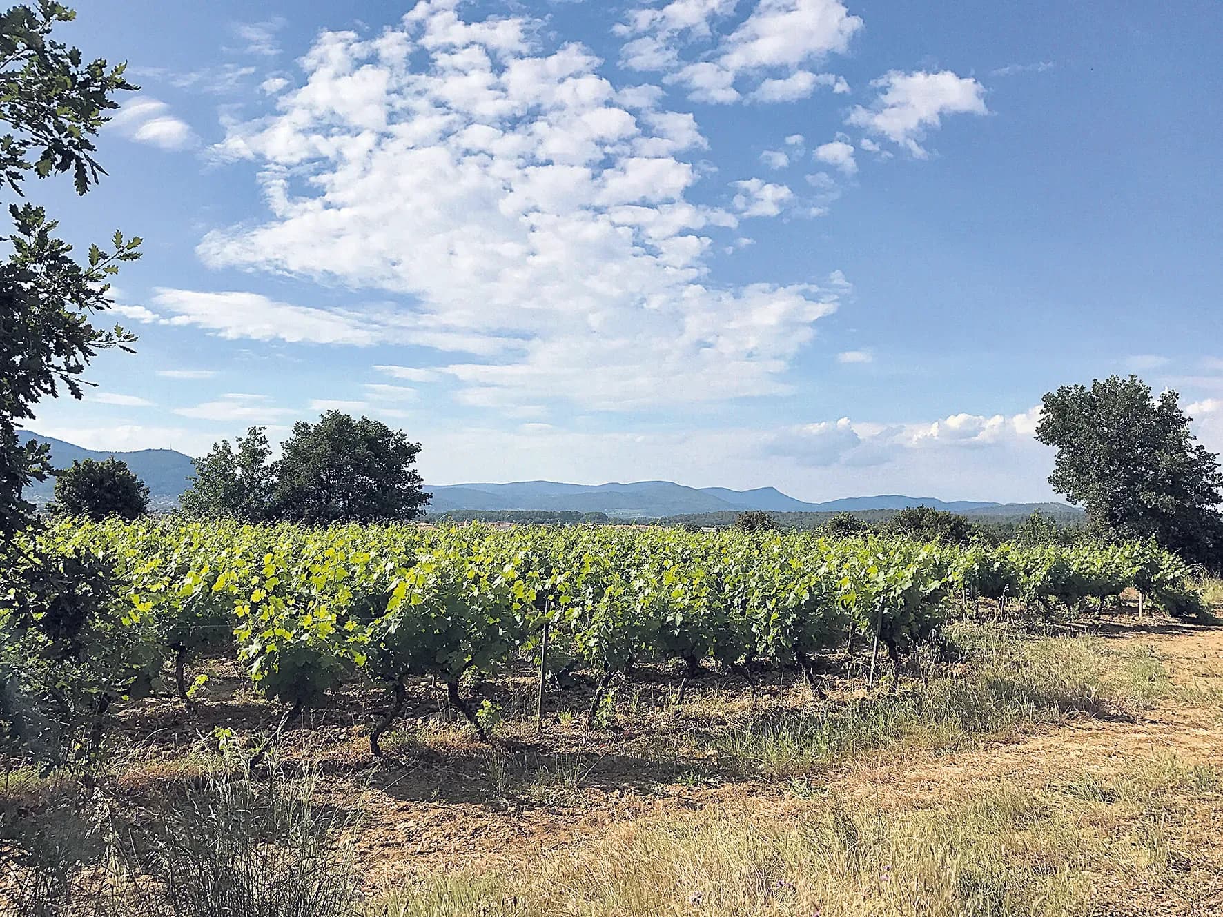 La région confirme sa position de première appellation de vins rosés