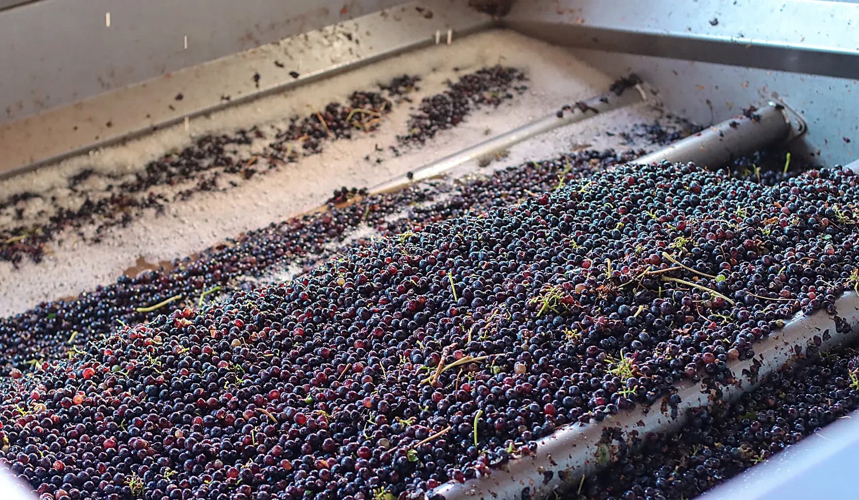 Vendanges de nuit à Château Saint-Maur