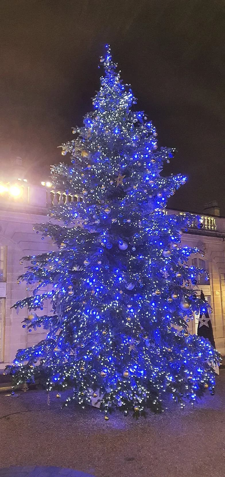 La fleur coupée varoise s’invite au pied du sapin de Noël de l’Élysée