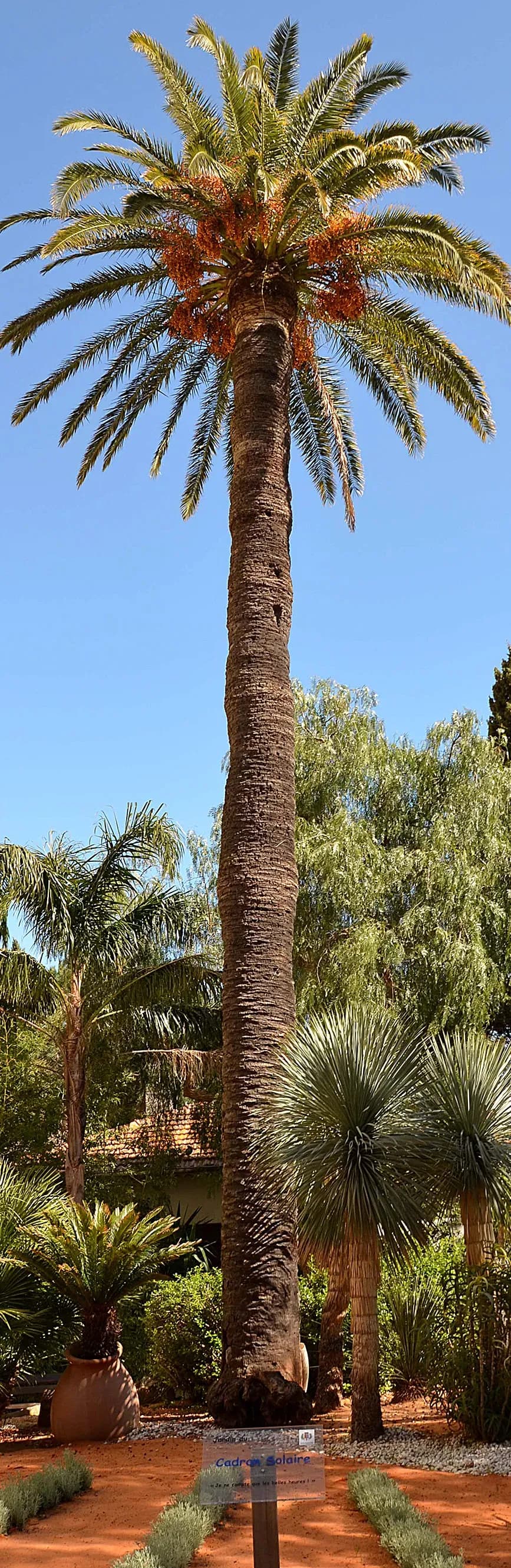 4 000 arbres en bonne santé sur le territoire communal