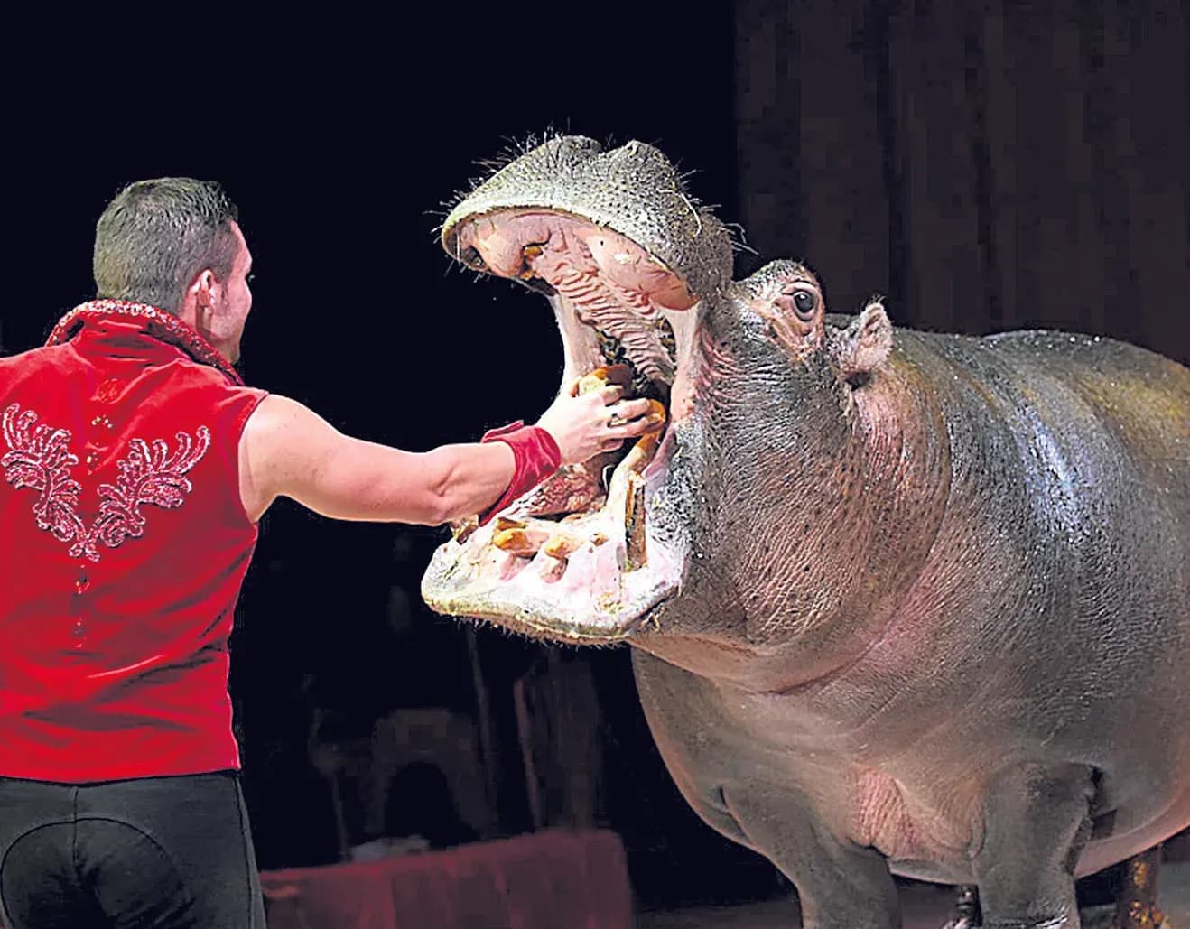 Ne ratez pas le cirque ROYAL jusqu’au 15 juillet !
