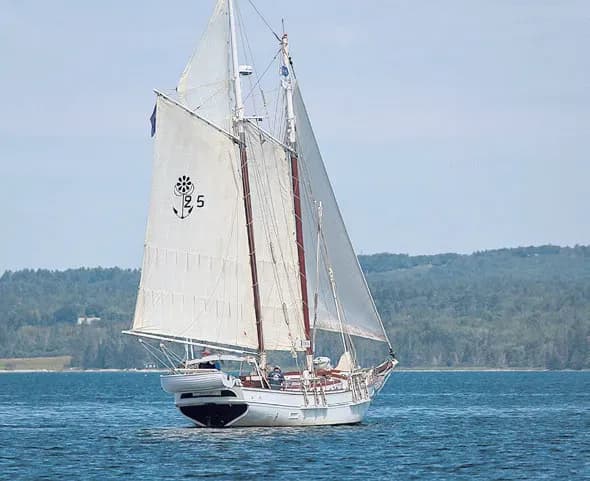 Succès pour la 5ème édition des « Voiles de Tradition »