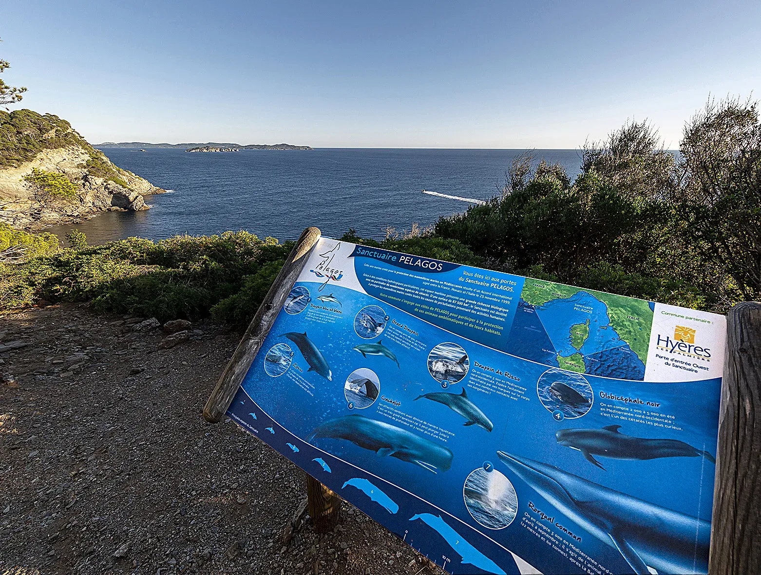 Vers une meilleure protection des mammifères marins en Méditerranée