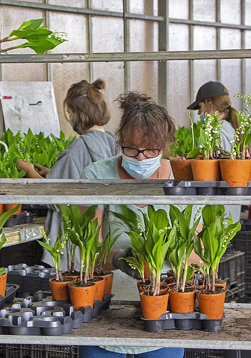 Tanneguy de Valbray, premier producteur de muguet en pot de France !