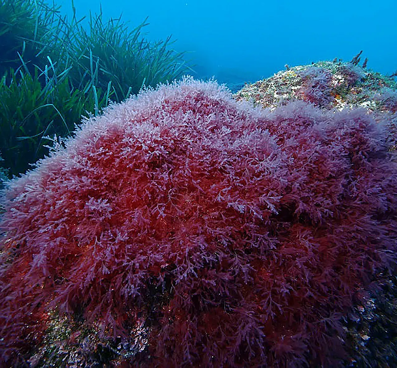 Une algue rouge invasive détectée au large de l’île de Port-Cros