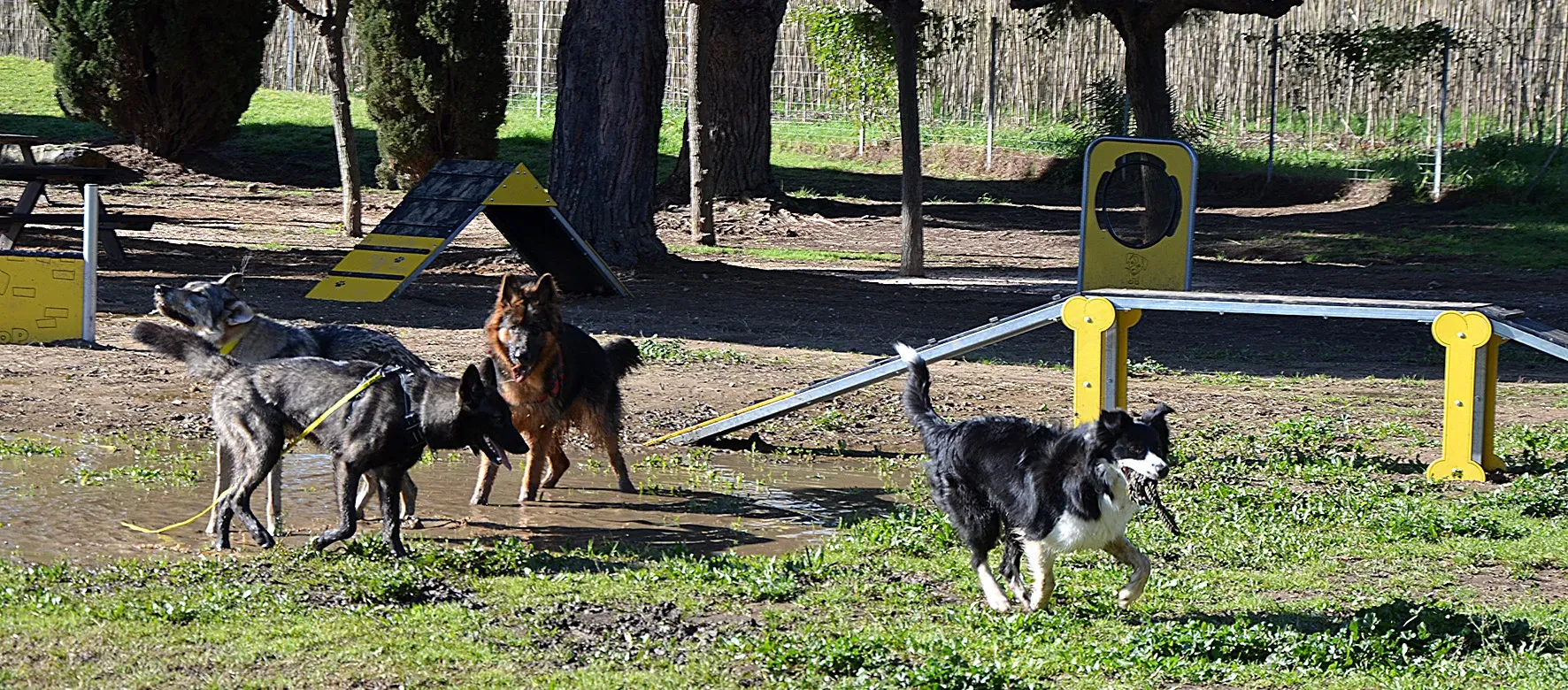 Un nouveau terrain de jeux pour les chiens