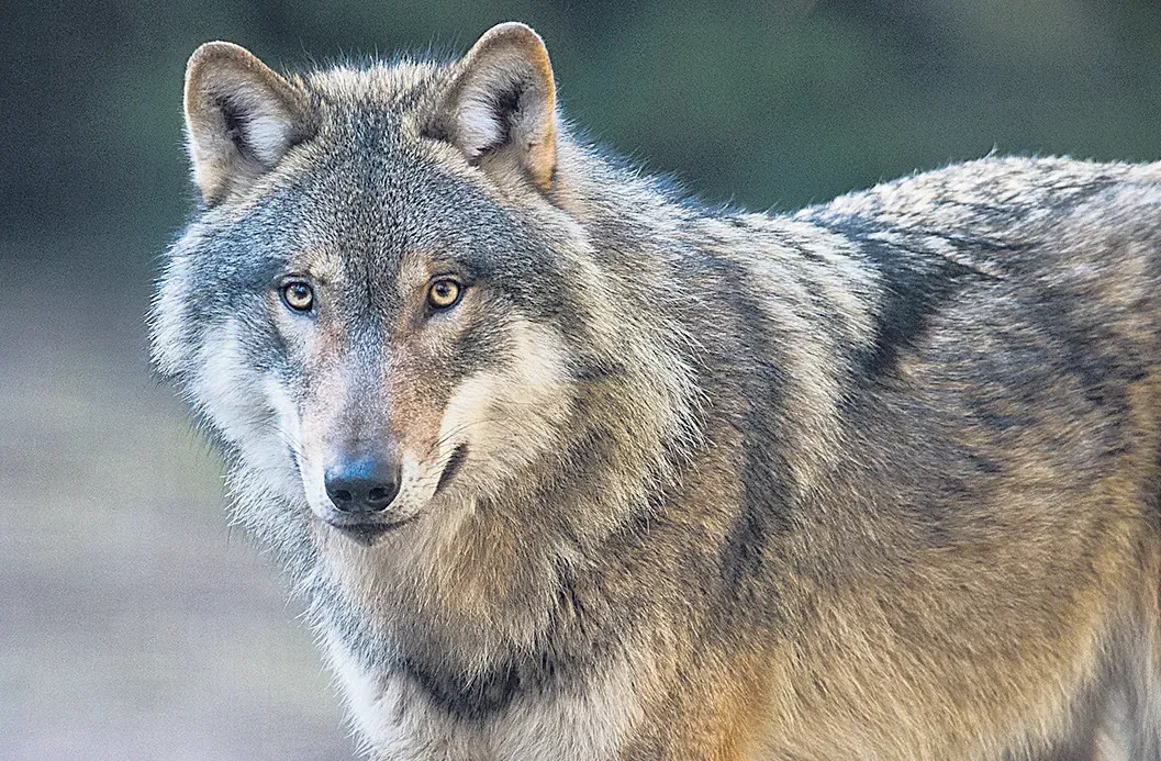 Max Bauer : « 500 loups et combien de brebis, Monsieur Hulot » ?