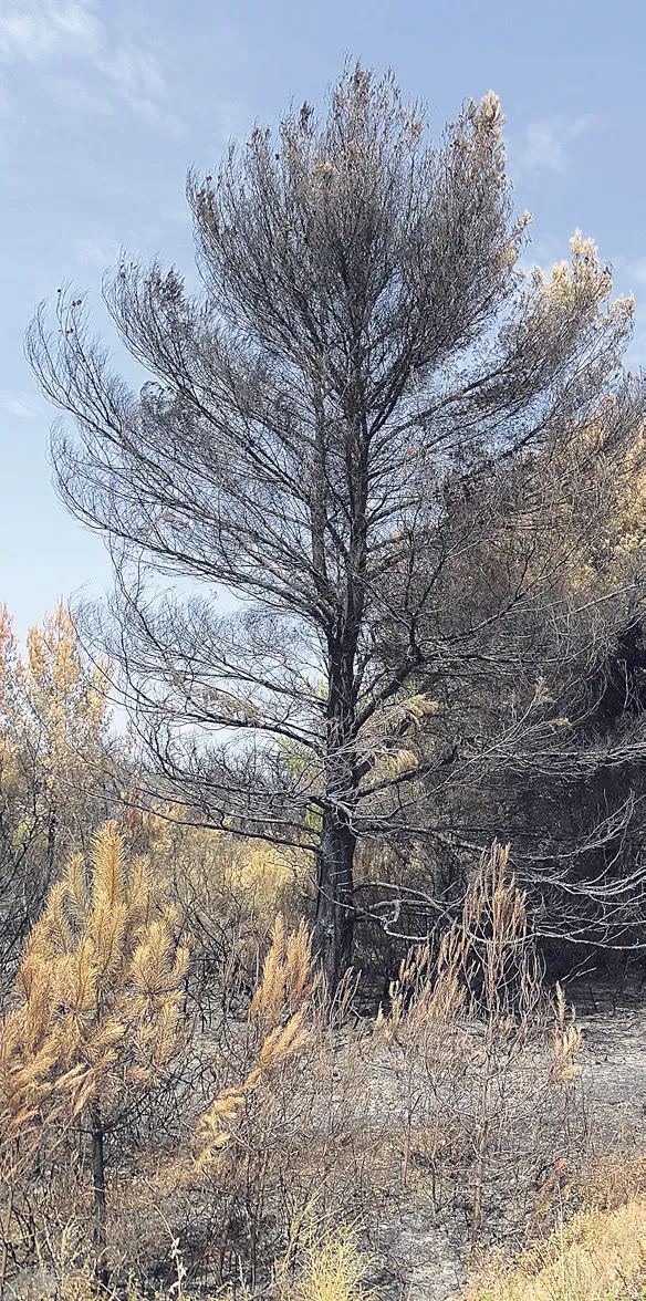 Vignerons, forestiers, agriculteurs et élus se mobilisent contre les feux de forêt !