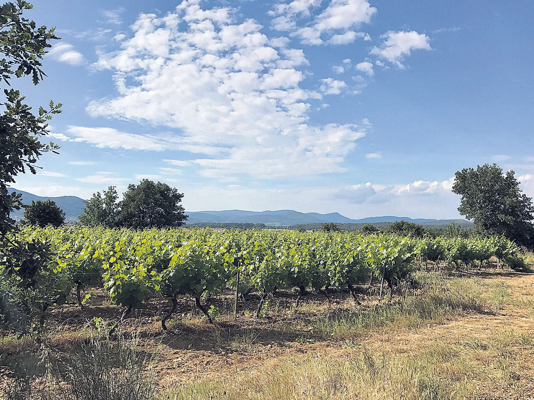 La région confirme sa position de première appellation de vins rosés