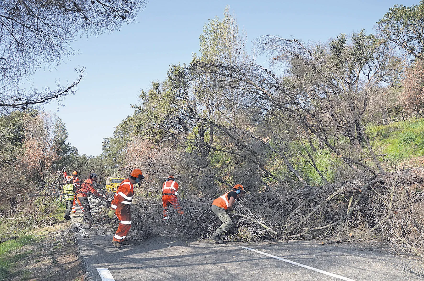 152 arbres abattus pour sécuriser la RD 42
