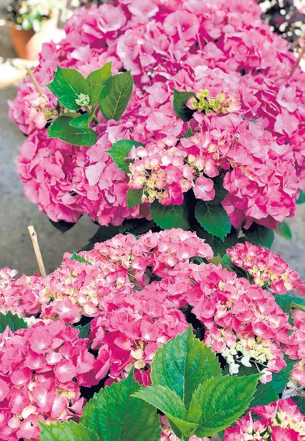 Image 17