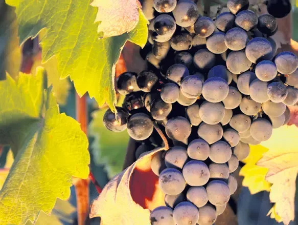 De belles vendanges et un volume global estimé en hausse