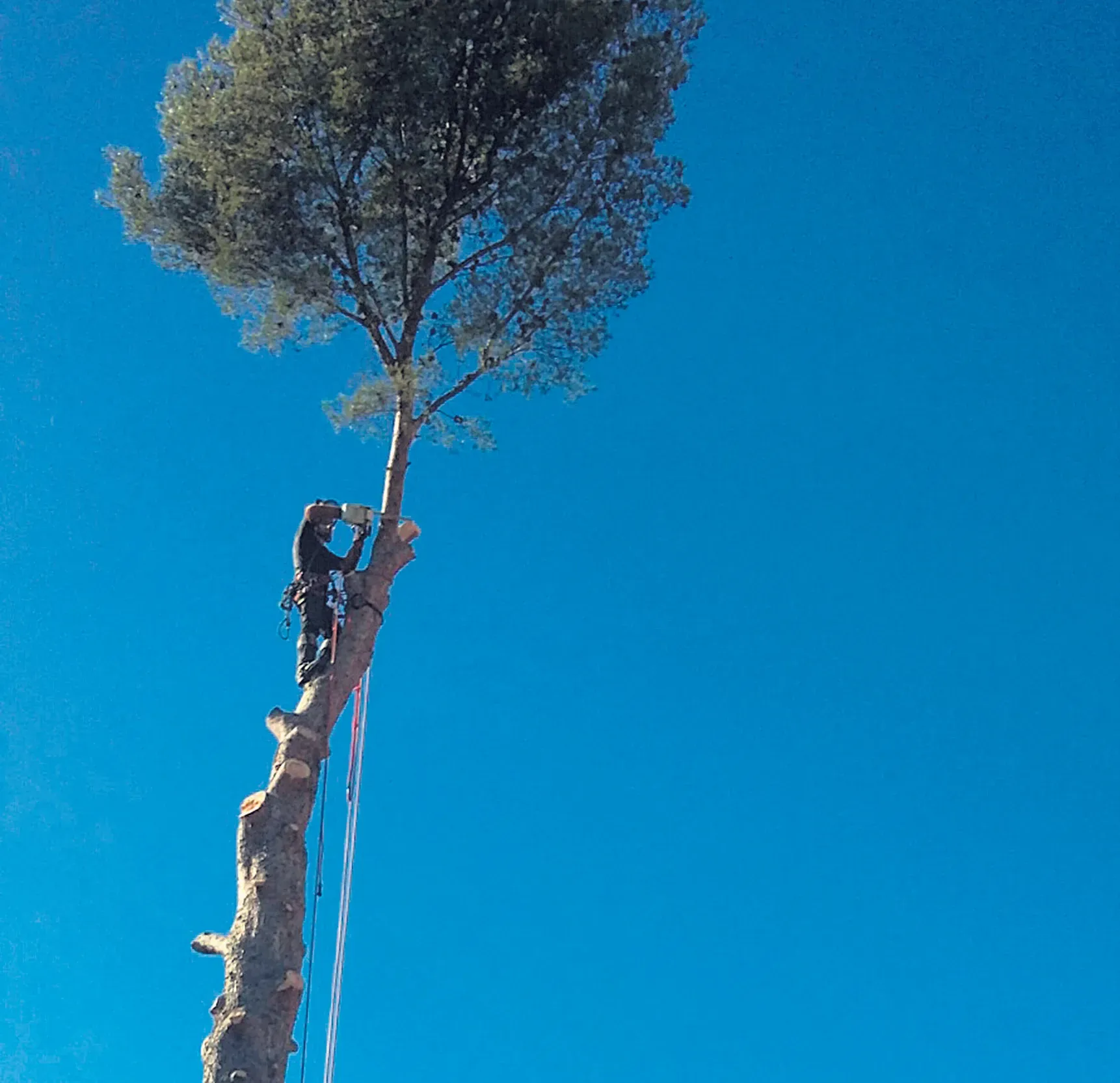 « O Fil de l’Arbre », élagage et débroussaillement
